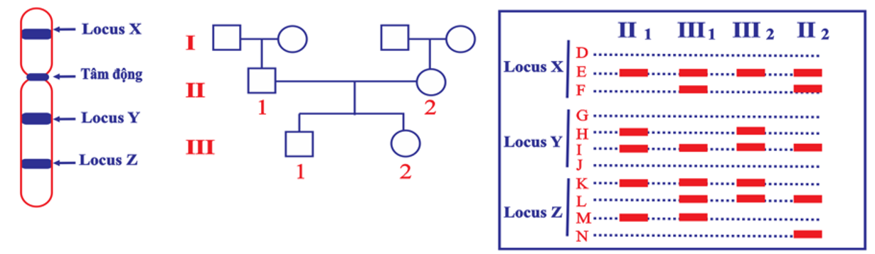 Hội chứng Patau ở người là một bệnh di truyền gây ra do có ba NST số 13. Trên NST số 13 có ba locus gene X, Y và Z, trong đó locus Y ở gần tâm động (Hình 8) (ảnh 1)