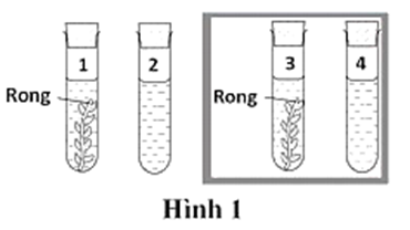 Thí nghiệm sử dụng rong đuôi chồn