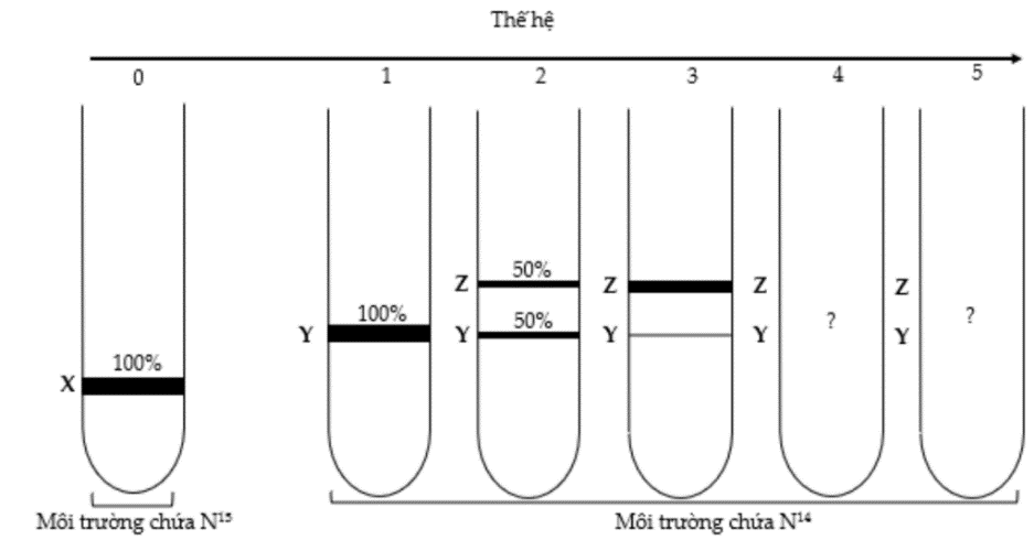 Một nhóm nghiên cứu thực hiện thí nghiệm để kiểm chứng mô hình nhân đôi DNA ở vùng nhân của tế bào nhân sơ. (ảnh 1)