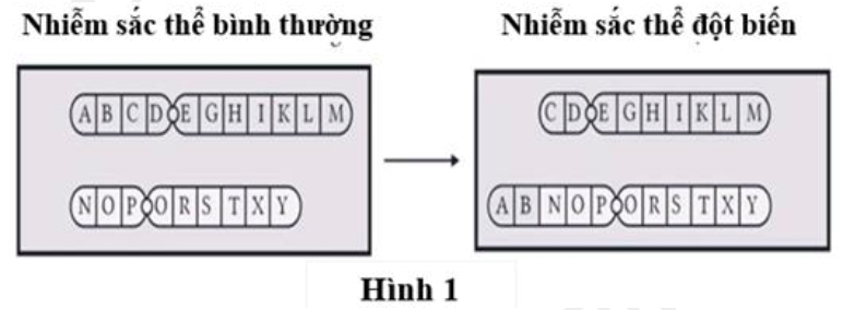 Hình 1 dưới đây thể hiện dạng biến cấu trúc nhiễm sắc thể nào? A. Chuyển đoạn tương hỗ. B. Chuyển đoạn không tương hỗ. C. Đảo đoạn. D. Lặp đoạn. (ảnh 1)